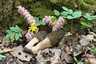 Hegyes kucsmagomba (Morchella deliciosa), Pilis